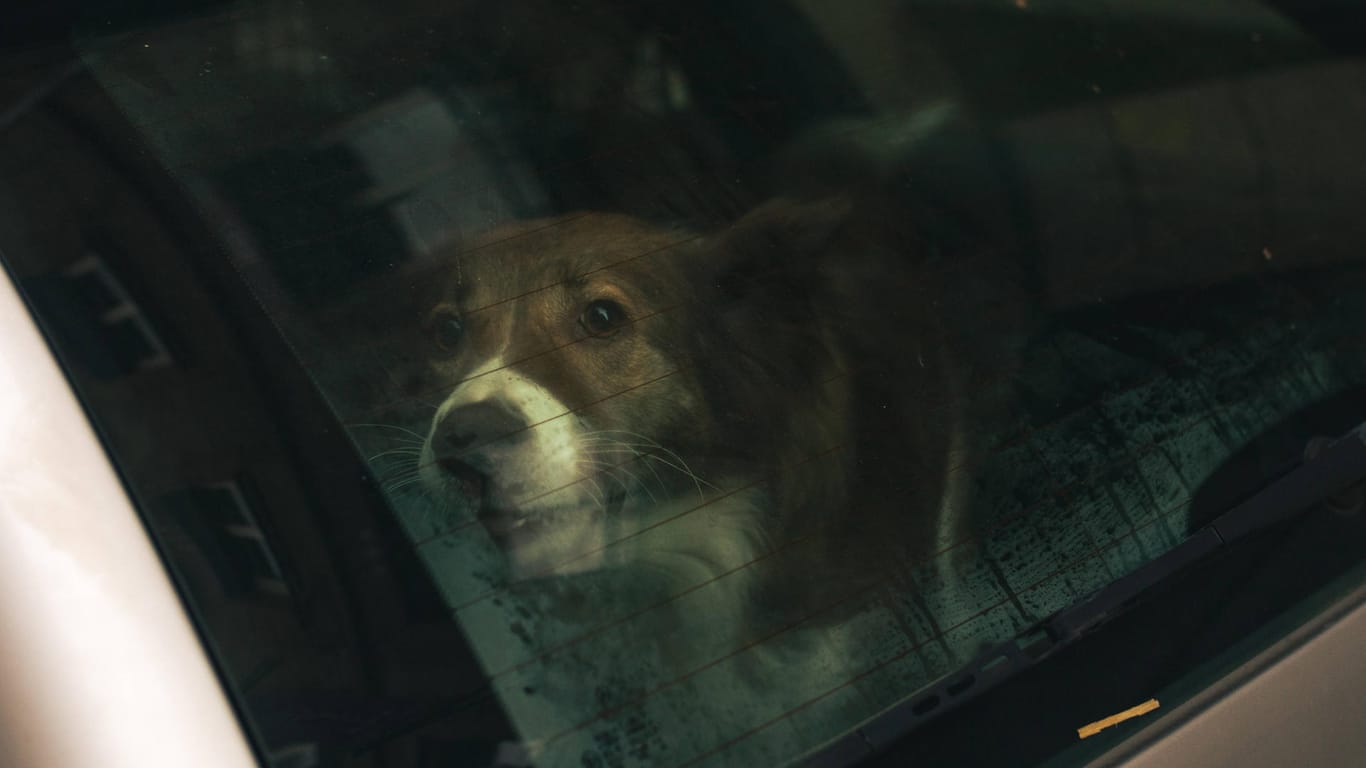 Ein Hund schaut durch eine Autoscheibe (Symbolbild): Wegen eines Verstoßes gegen das Tierschutzgesetz ist ein Verfahren gegen eine Hundehalterin eingeleitet worden.