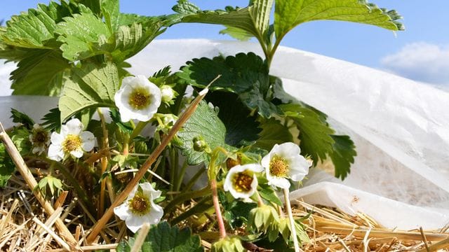 Mit einem Vlies im Winter geschützt, überstehen Erdbeerblüten auch tiefe Minusgrade - und erblühen im Frühjahr.