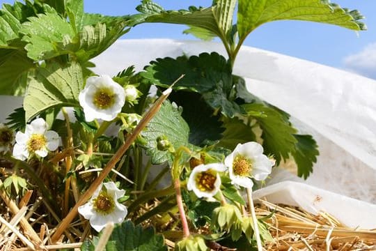 Mit einem Vlies im Winter geschützt, überstehen Erdbeerblüten auch tiefe Minusgrade - und erblühen im Frühjahr.