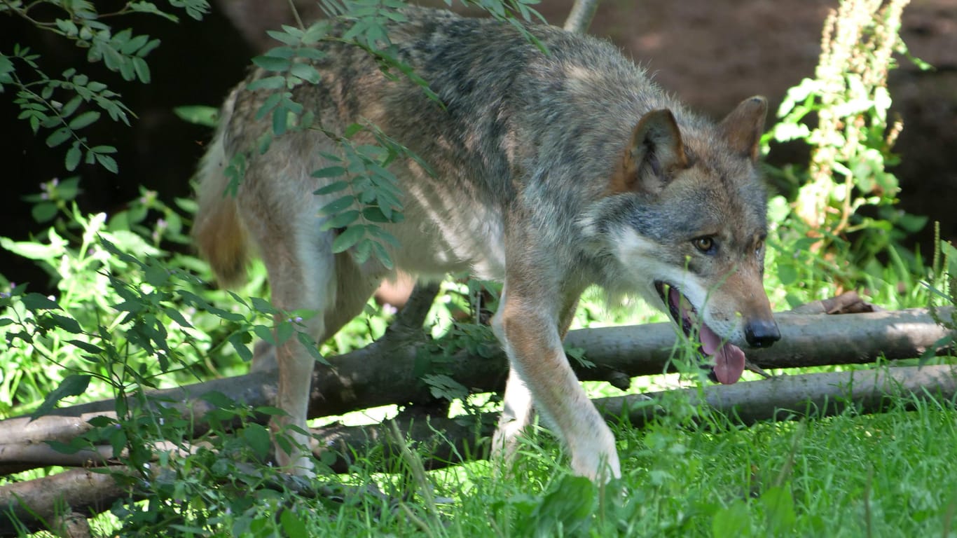 Europaeischer Grauwolf (Symbild): Der Wolf ist 15 Jahre alt geworden.