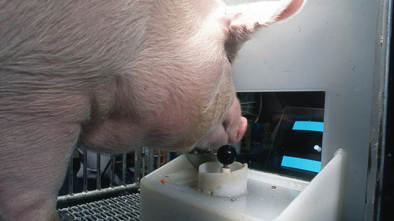 Ein Yorkshire-Schwein am Joystick: Schweine können einer neuen Untersuchung zufolge damit problemlos Computerspiele bedienen.