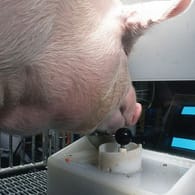 Ein Yorkshire-Schwein am Joystick: Schweine können einer neuen Untersuchung zufolge damit problemlos Computerspiele bedienen.