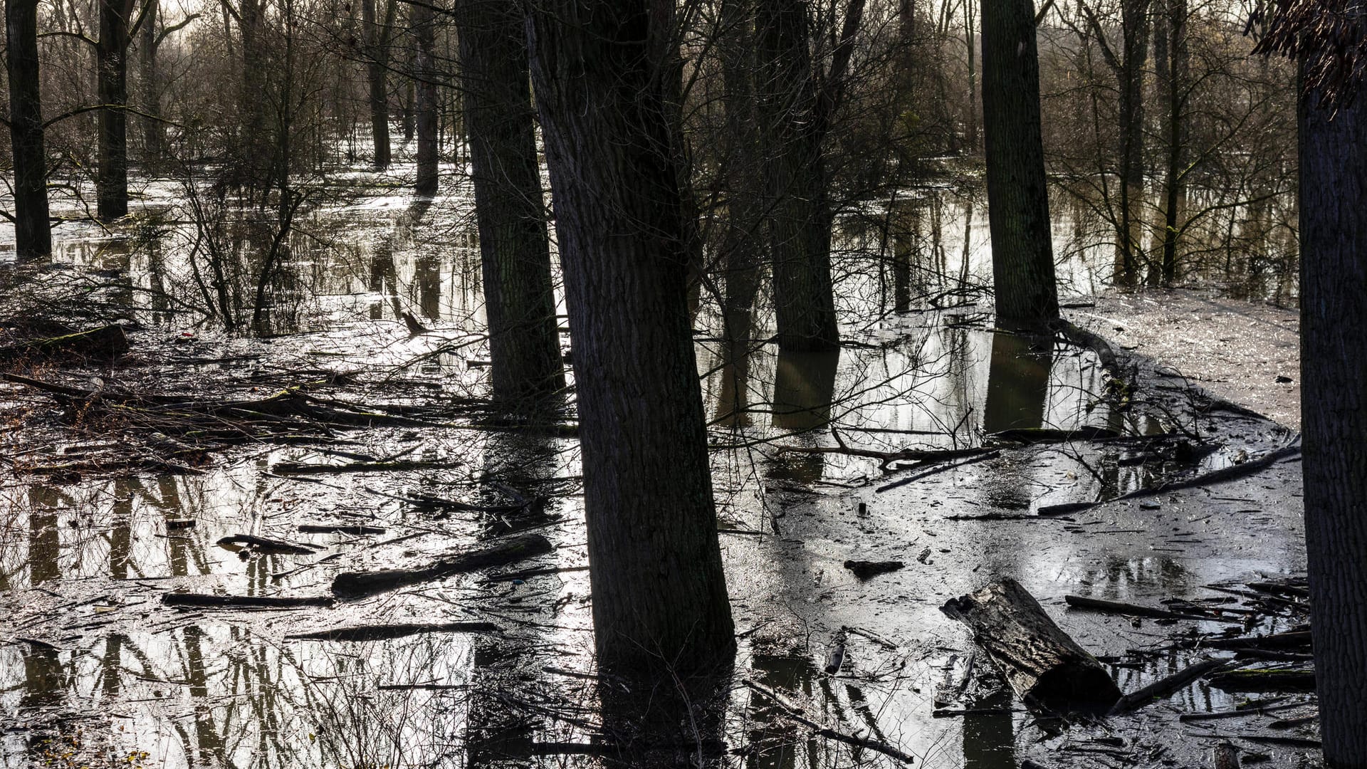 Hochwasser des Rheins in der Urdenbacher Kämpe in Düsseldorf: Ein Jogger musste aus dem Eis gerettet werden. Hochwasser des Rheins in der Urdenbacher Kämpe in Düsseldorf: Ein Jogger musste aus dem Eis gerettet werden.