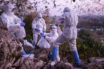 Forscher fangen auf der Suche nach dem Ursprung des Coronavirus in Thailand Fledermäuse: Ist der Klimawandel Schuld an der Entstehung des Virus?