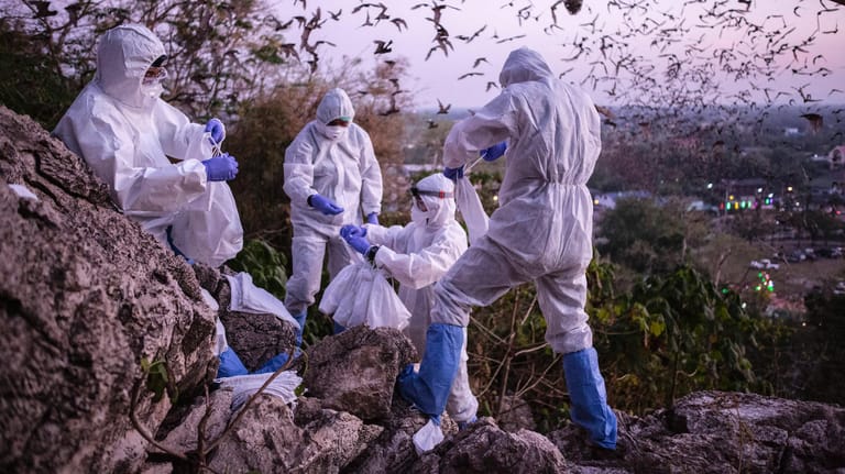 Forscher fangen auf der Suche nach dem Ursprung des Coronavirus in Thailand Fledermäuse: Ist der Klimawandel Schuld an der Entstehung des Virus?