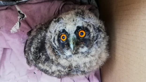 Eine kleine Waldohreule sitzt in einem Karton: Unterkühlt und bewegungslos war sie auf dem Campus der Uni Erfurt entdeckt worden.