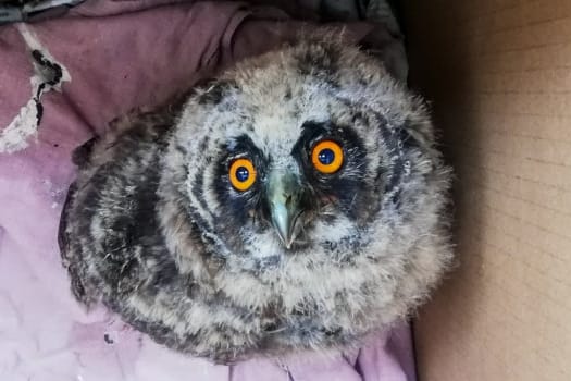 Eine kleine Waldohreule sitzt in einem Karton: Unterkühlt und bewegungslos war sie auf dem Campus der Uni Erfurt entdeckt worden.