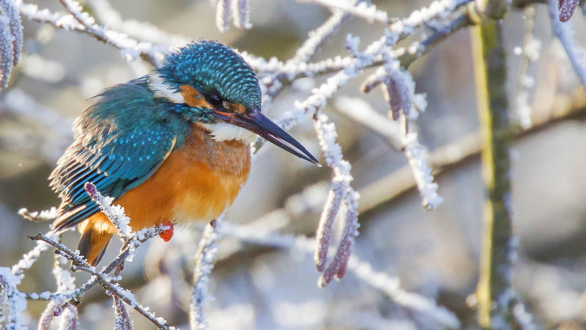 Eisvogel (Alcedo atthis): Ausgerechnet er kommt mit starkem Frost überhaupt nicht klar.