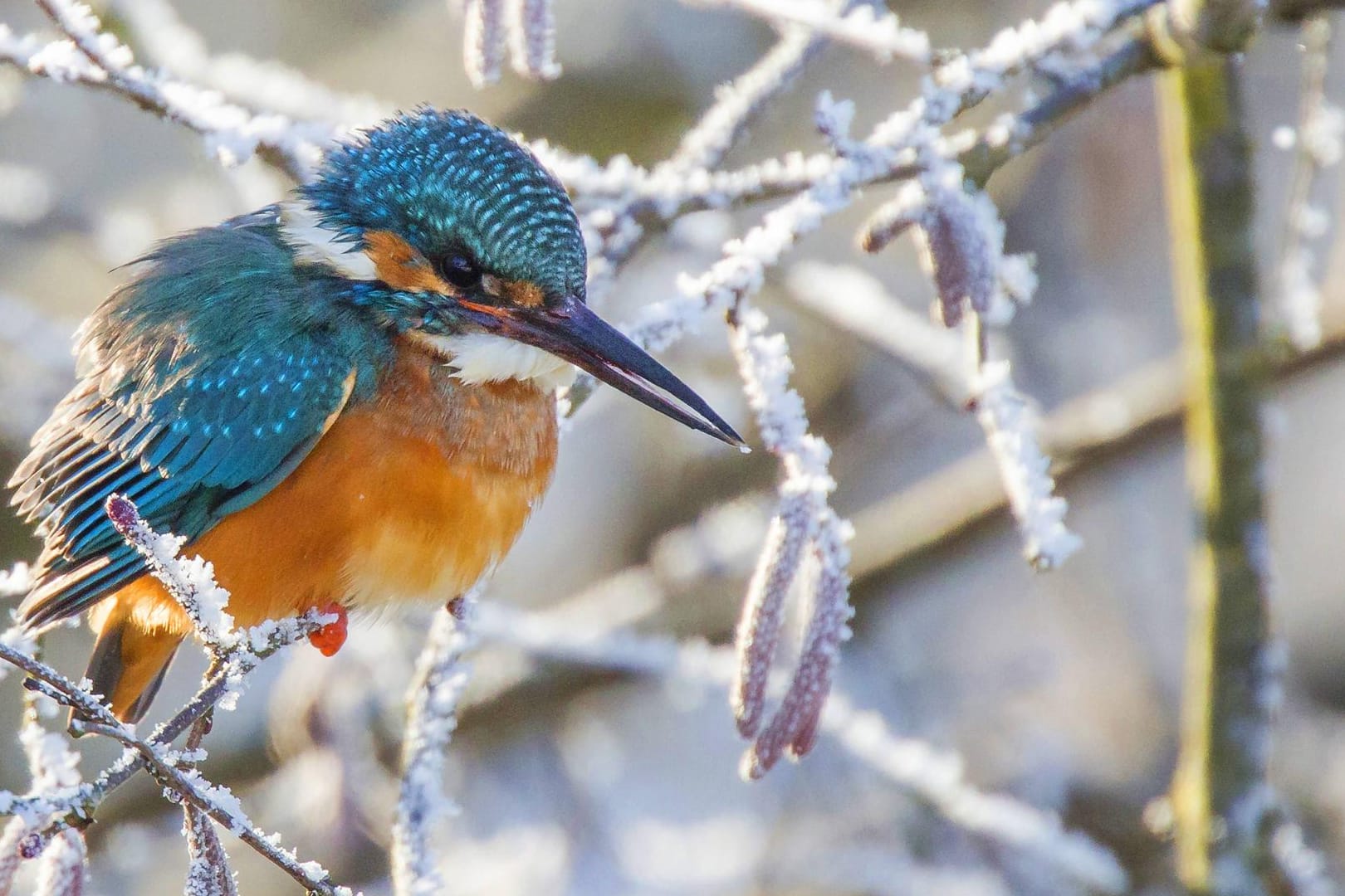 Eisvogel (Alcedo atthis): Ausgerechnet er kommt mit starkem Frost überhaupt nicht klar.