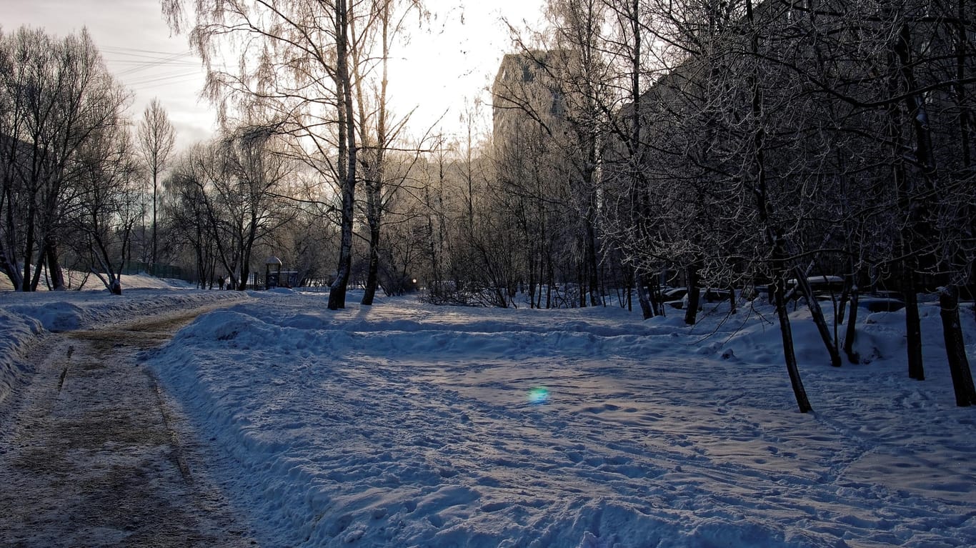 Wald in Moskau (Archivbild): Eine 33-Jährige hat ihre Kinder in einem Wald bei Minusgraden ausgesetzt.