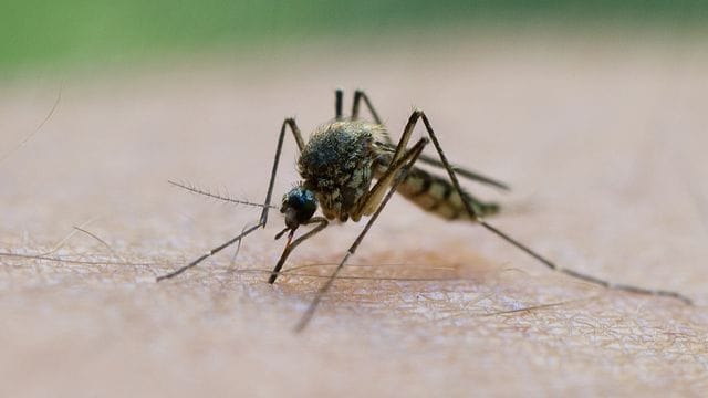 Sommerplage: Eine Mücke saugt Blut aus dem Arm eines Mannes.