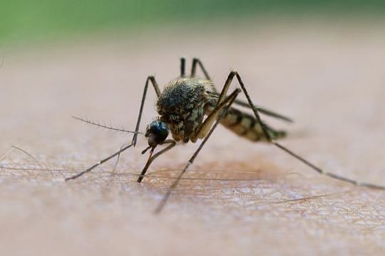 Sommerplage: Eine Mücke saugt Blut aus dem Arm eines Mannes.