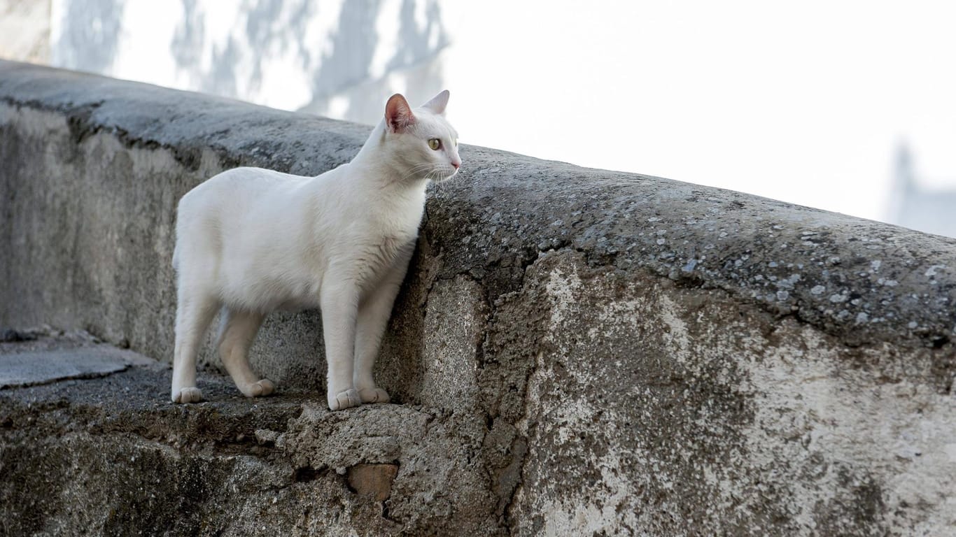 Katzenausflug mit Folgen: Im Iran soll ein Tier für große Probleme gesorgt haben.