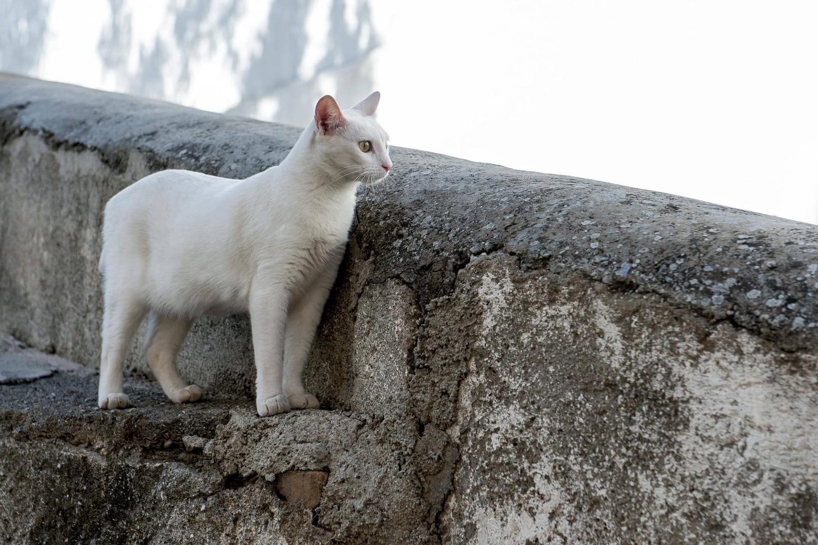 Katzenausflug mit Folgen: Im Iran soll ein Tier für große Probleme gesorgt haben.