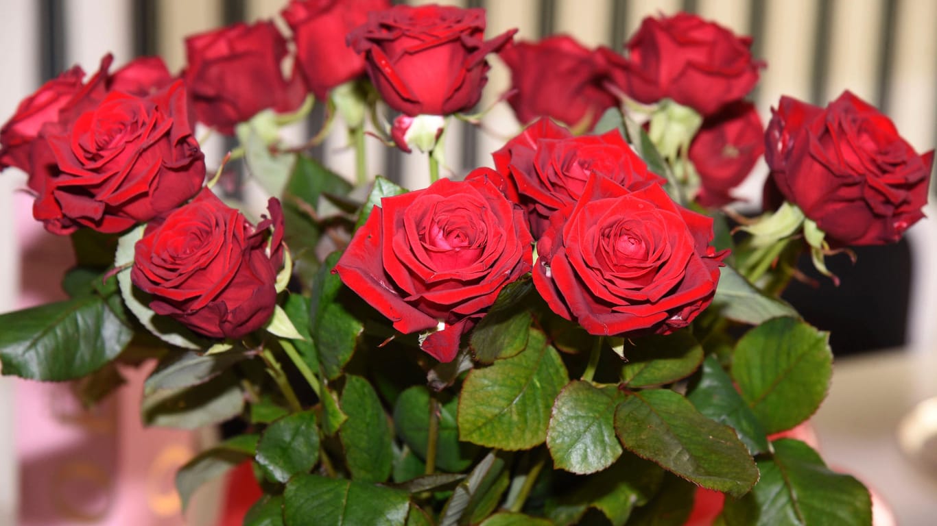 Rote Rosen in einer Vase (Symbolbild): Die Kirche in Stuttgart feiert am Valentinstag auch Gottesdienste für Singles.
