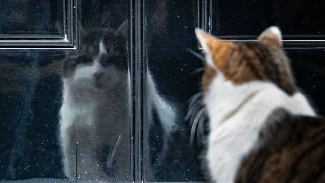 Beamter mit eigenem Twitter-Account: Kater Larry.