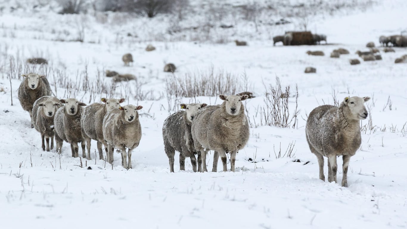 Schafe im Schnee (Symbolbild): Es besteht der Verdacht, dass die Tiere erfroren oder verhungert sind.