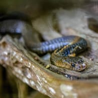 Eine Braunschlange auf einem Stück Holz: Die Braunschlange gehört zu den giftigsten Schlangen Australiens.