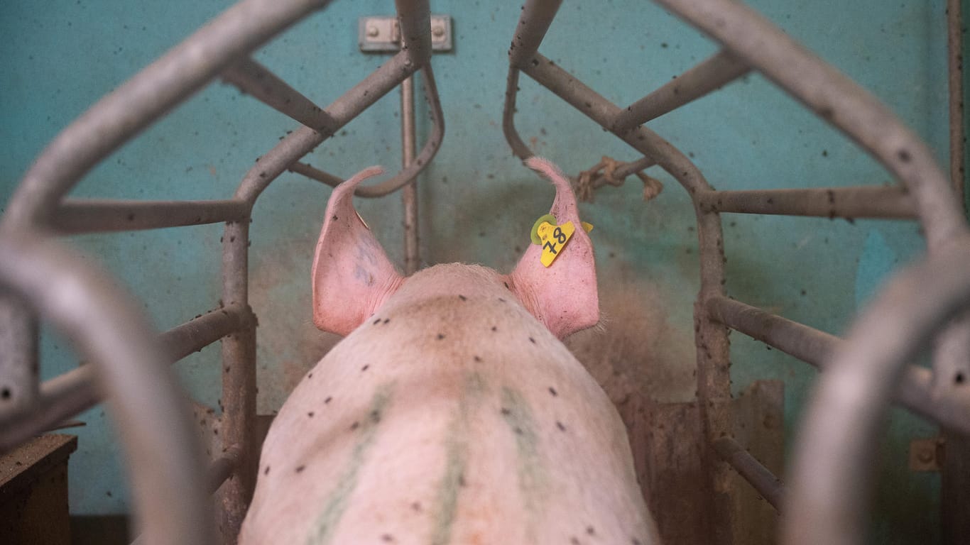 Schwein im Stall: Derzeit gibt es mehr schlachtreife Schweine, als die Industrie abnehmen kann.