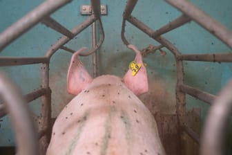 Schwein im Stall: Derzeit gibt es mehr schlachtreife Schweine, als die Industrie abnehmen kann.