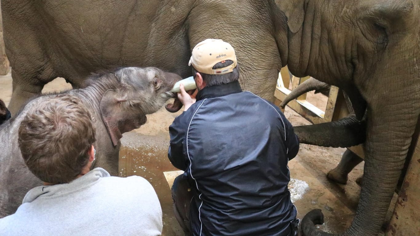 Der kleine Elefantenbulle bei der Fütterung kurz nach der Geburt: Noch hatte das junge Tier keinen Namen.