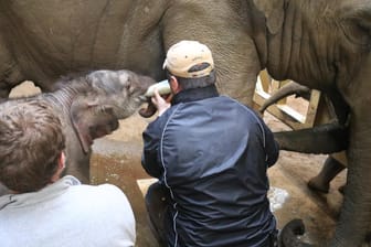 Der kleine Elefantenbulle bei der Fütterung kurz nach der Geburt: Noch hatte das junge Tier keinen Namen.