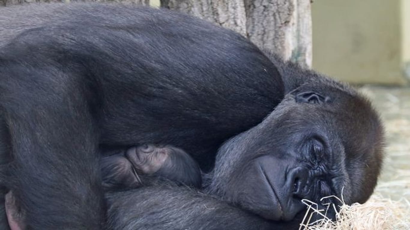 Gorilla-Mutter Bibi hält Jungtier im Arm: Zum ersten Mal seit 16 Jahren wurde ein Gorilla im Berliner Zoo geboren.