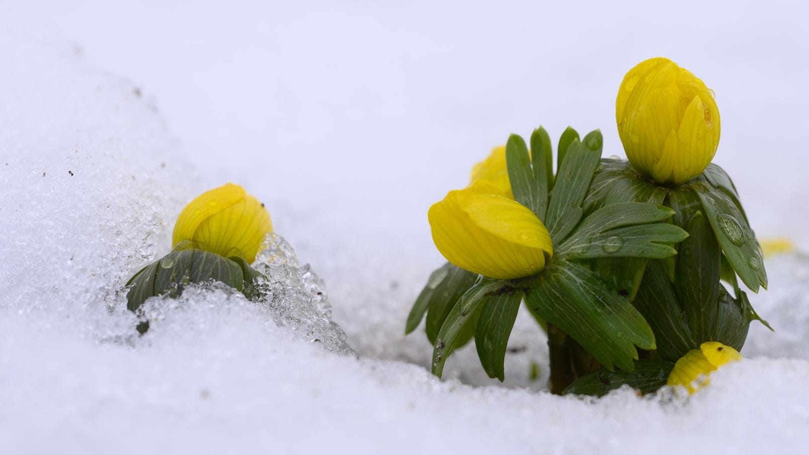 Winterlinge sind auf einer Wiese mit Schnee bedeckt: Am Wochenende kommen erste Frühlingsgefühle auf.