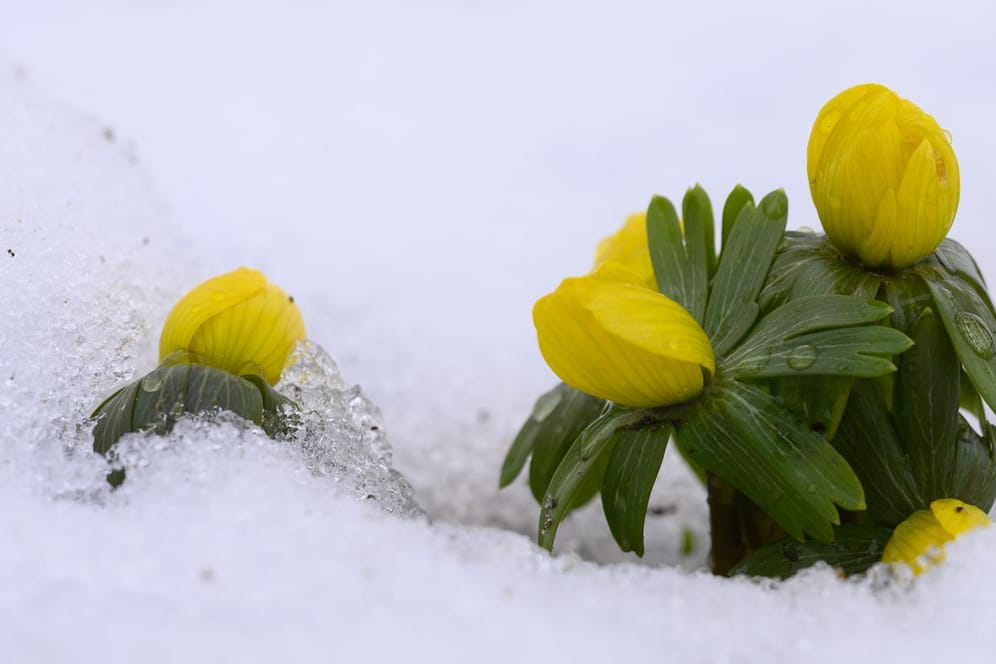Winterlinge sind auf einer Wiese mit Schnee bedeckt: Am Wochenende kommen erste Frühlingsgefühle auf.