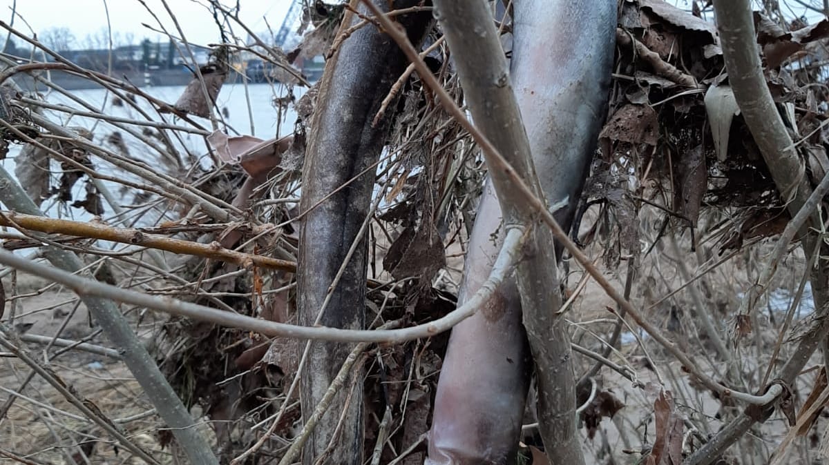 Tote Aale am Rhein: Bei ihnen wurden keine Anzeichen auf eine Krankheit festgestellt. Tote Aale am Rhein: Bei ihnen wurden keine Anzeichen auf eine Krankheit festgestellt.