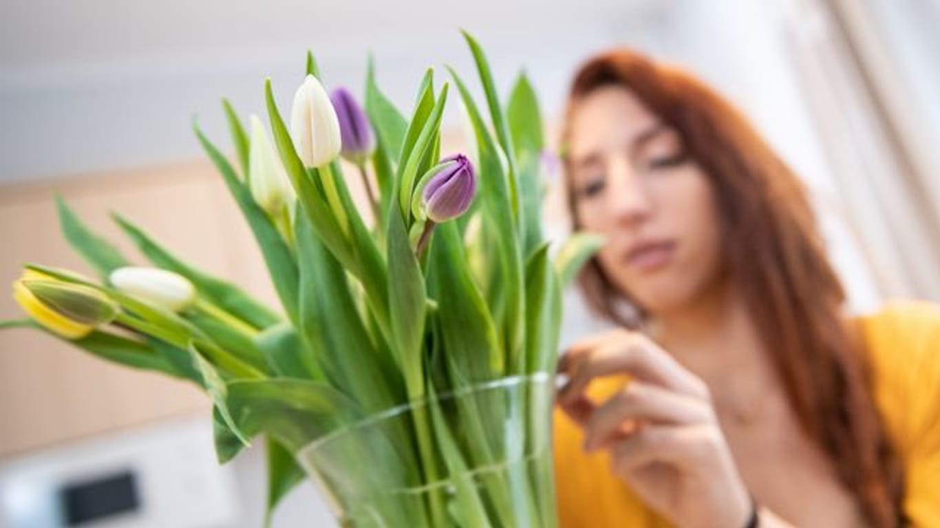 Tulpen in der Vase können weiterwachsen.