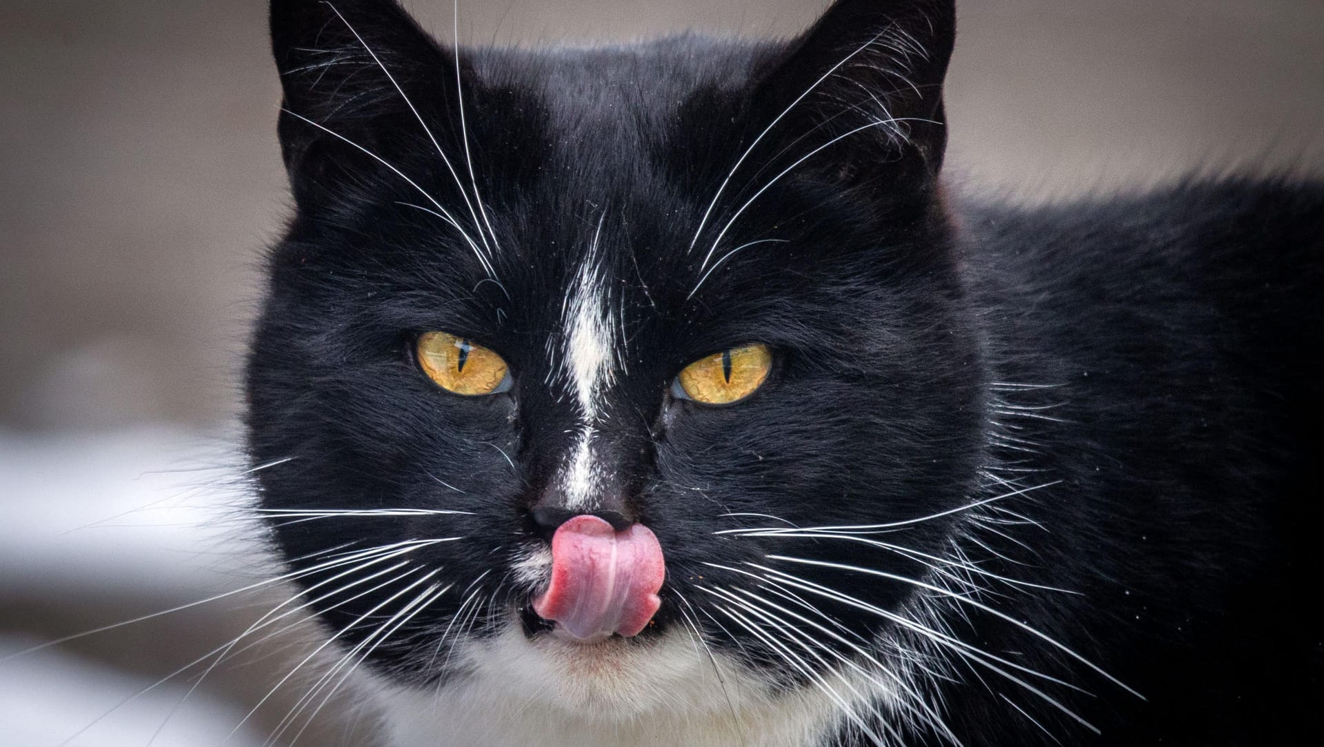 Der sechs Jahre alte Kater Quarky: Nach dem Willen seines Herrchens soll er Bürgermeister der 11.000 Einwohner zählenden Stadt werden.