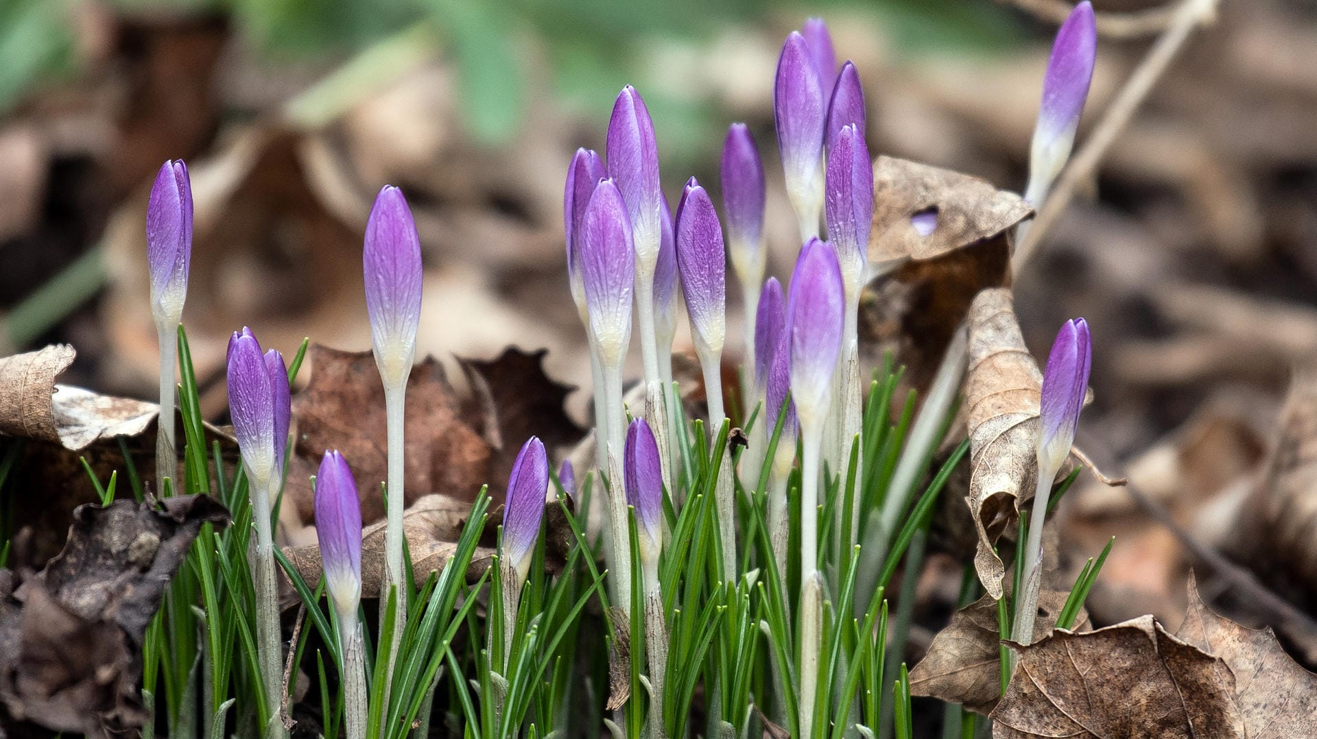 Krokusse am Wegesrand: Die wärmeren Temperaturen haben manche Frühlingsboten schon zum Blühen gebracht. Krokusse am Wegesrand: Die wärmeren Temperaturen haben manche Frühlingsboten schon zum Blühen gebracht.