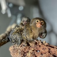 Nur gerade daumengroß krallen sich die in der Wilhelma in Stuttgart geborenen Zwillinge der Zwergseidenäffchen auf dem Rücken ihres Vaters Rocko fest: Die Affenbabys sind vier Wochen alt.