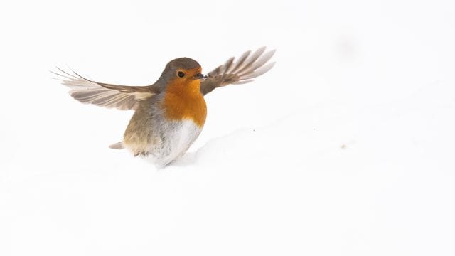Ein Rotkehlchen sucht im Schnee nach Futter.