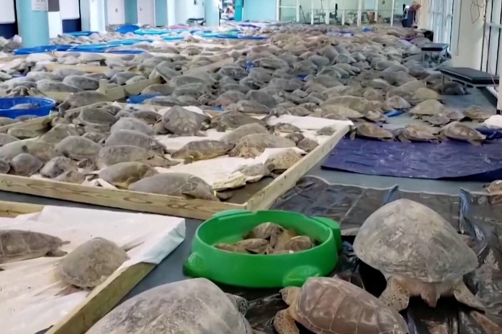 Bewegungsunfähige Schildkröten: An den Stränden der Südküste wurden Tausende unterkühlte Schildkröten angespült.
