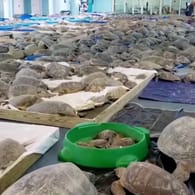 Bewegungsunfähige Schildkröten: An den Stränden der Südküste wurden Tausende unterkühlte Schildkröten angespült.