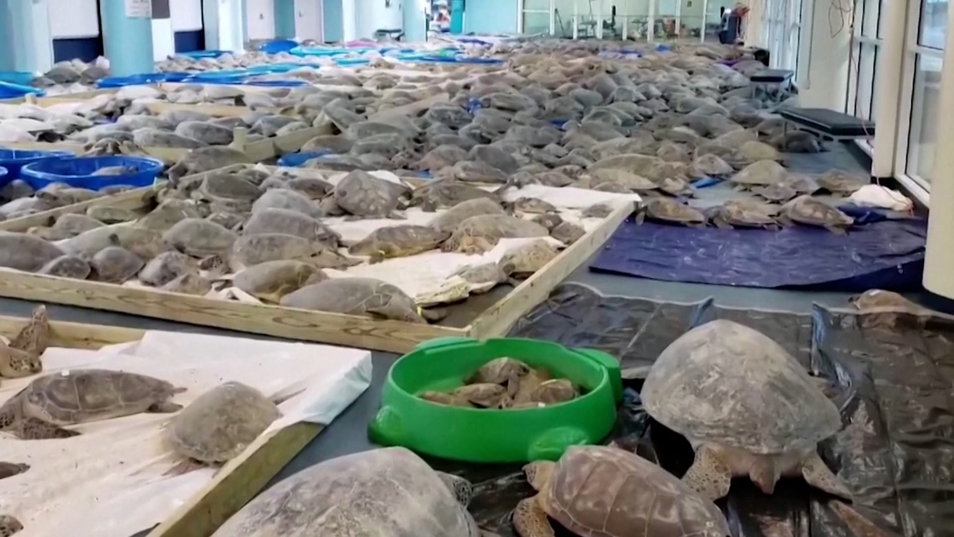 Bewegungsunfähige Schildkröten: An den Stränden der Südküste wurden Tausende unterkühlte Schildkröten angespült.