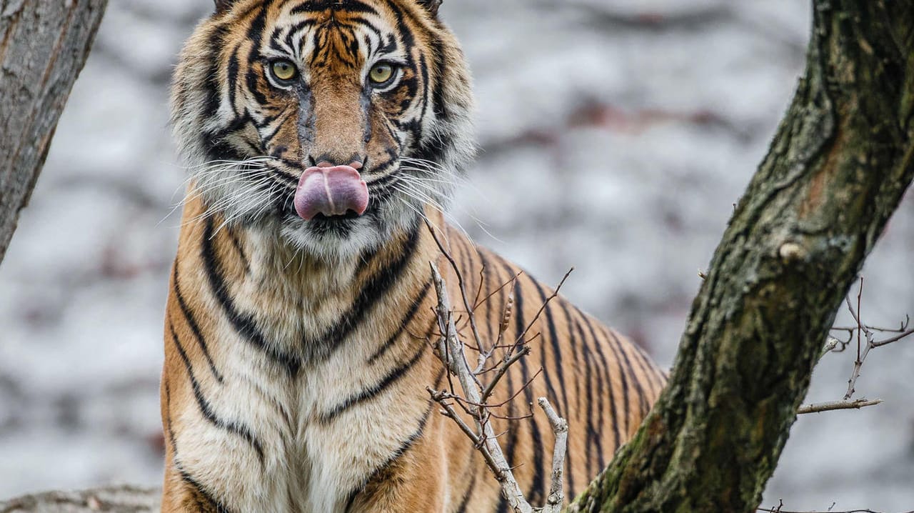 Die Sumatra-Tigerin Dumai in der Wilhelma steht auf einem Baum in ihrem Gehege (Archivbild): Der zweitälteste Sumatra-Tiger der Welt starb altersbedingt in Stuttgart. Die Sumatra-Tigerin Dumai in der Wilhelma steht auf einem Baum in ihrem Gehege (Archivbild): Der zweitälteste Sumatra-Tiger der Welt starb altersbedingt in Stuttgart.