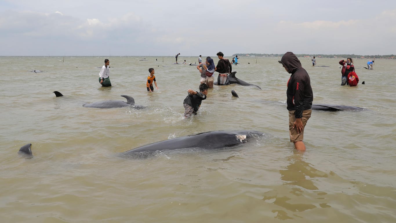 Gestrandete Grindwale auf der Insel Madura: Die Tiere werden bis zu acht Meter groß und drei Tonnen schwer.