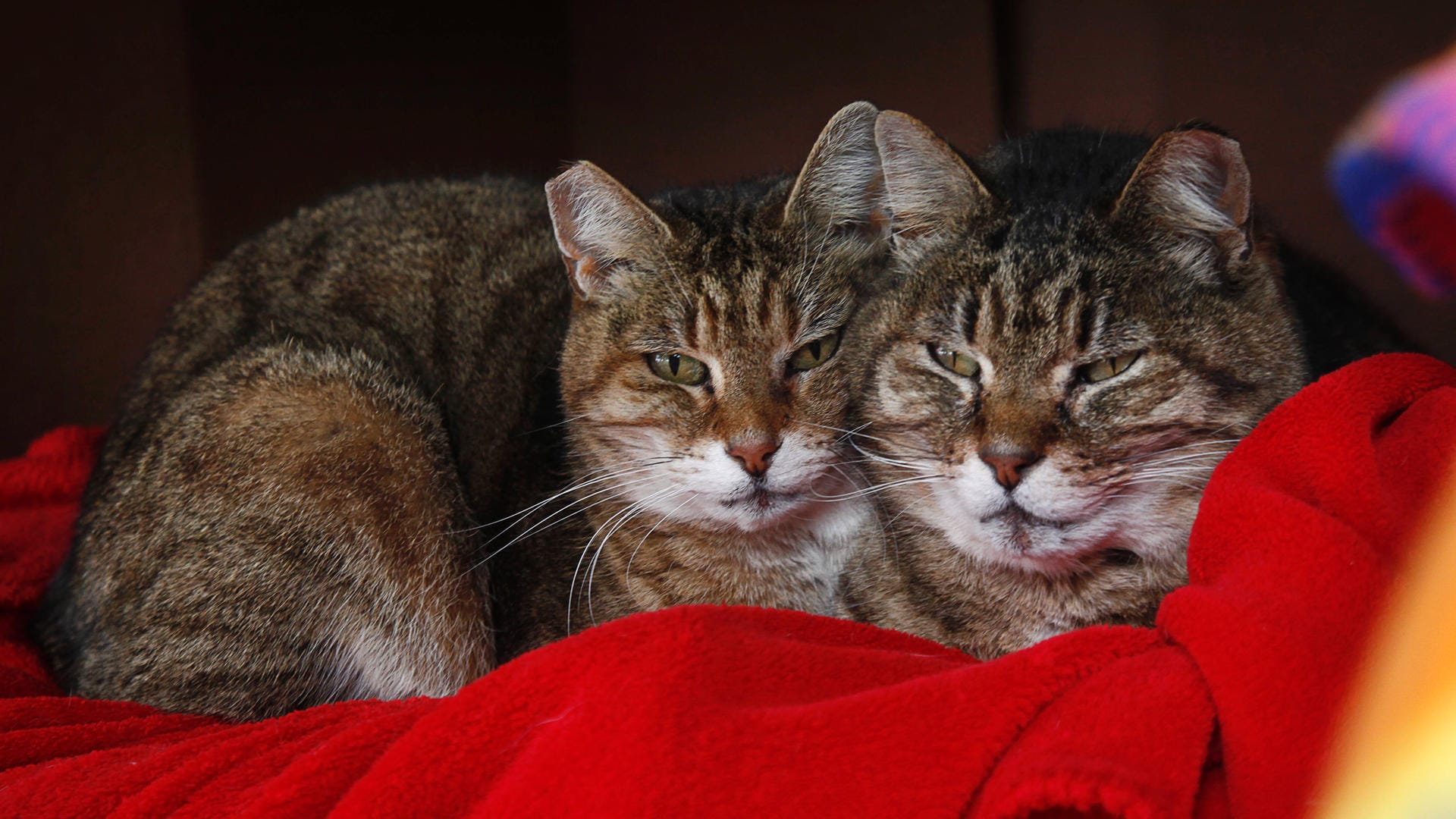Zwei Katzen (Symbolbild): In Hamburg mussten zwei Tiere in Quarantäne, weil sie positiv auf das Coronavirus getestet worden sind. Zwei Katzen (Symbolbild): In Hamburg mussten zwei Tiere in Quarantäne, weil sie positiv auf das Coronavirus getestet worden sind.