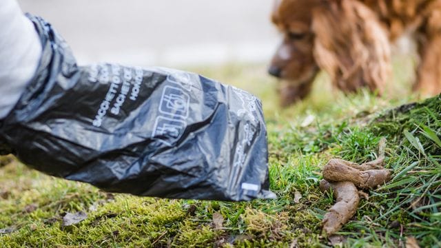 in Mann greift auf einer Wiese nach einem Hundehaufen