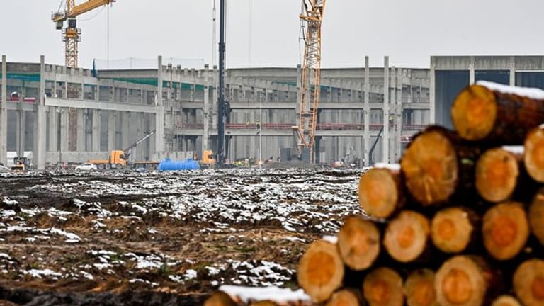 Abgeholzte Kiefernstämme liegen auf dem Baugelände der Tesla Gigafactory Berlin-Brandenburg (Archivbild): Wegen der Rodungsarbeiten gibt es einen Rechtsstreit um Tierschutz.