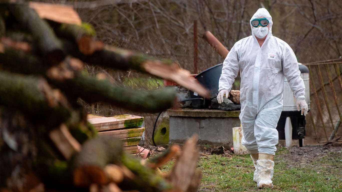 Kampf gegen die Vogelgrippe im Schutzanzug: Immer wieder müssen bei Ausbrüchen Tiere gekeult werden, hier zuletzt Anfang Februar in Tschechien.