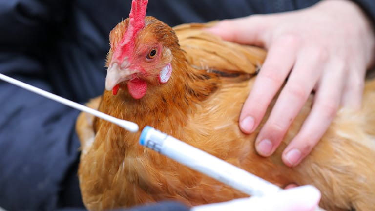 Abstrich zur Untersuchung auf Vogelgrippe: Wie gefährlich kann die Seuche für den Menschen werden?