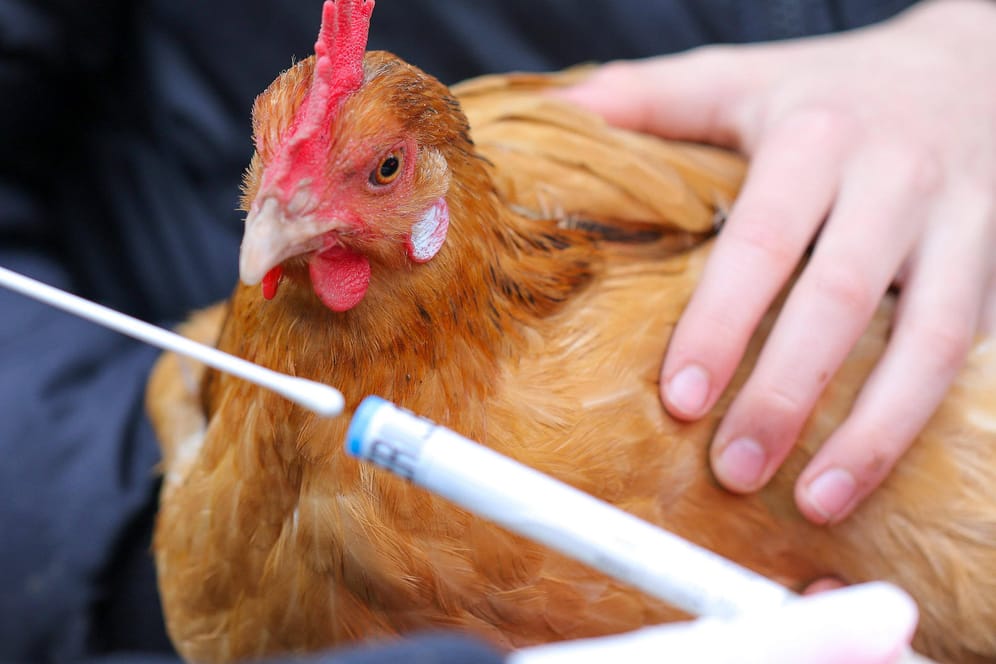 Abstrich zur Untersuchung auf Vogelgrippe: Wie gefährlich kann die Seuche für den Menschen werden?