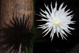 Rar und mit betörend duftend: Die amazonische Mondblume erblüht im Botanischen Garten der Universität Cambridge.