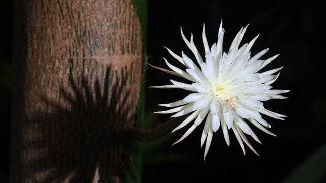 Die aufgeblühte "Mondblume" im Botanischen Garten der Universität Cambridge. Die aufgeblühte "Mondblume" im Botanischen Garten der Universität Cambridge.