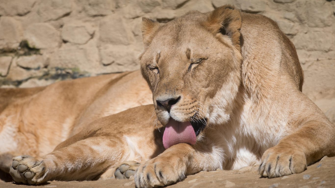 Löwin im Osnabrücker Zoo: Wie es genau zu dem Unfall im Gehege kommen konnte, war zunächst unklar.