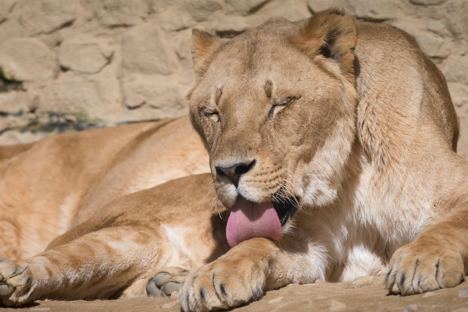 Löwin im Osnabrücker Zoo: Wie es genau zu dem Unfall im Gehege kommen konnte, war zunächst unklar.